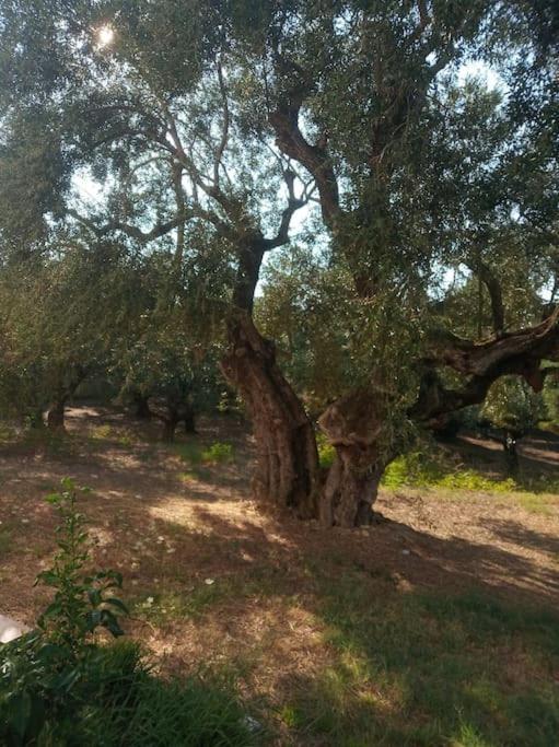 Olive Trees Tragaki Exterior foto