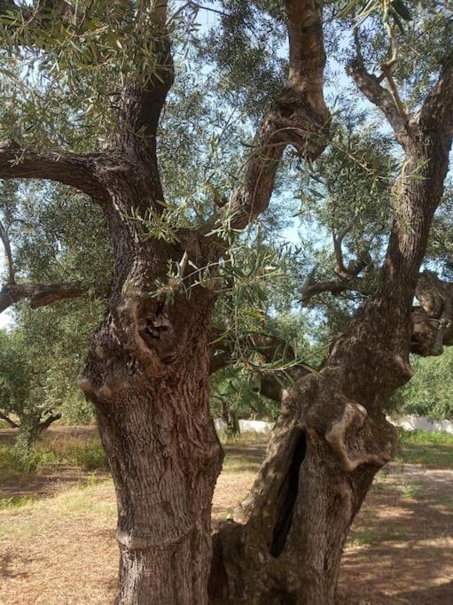Olive Trees Tragaki Exterior foto